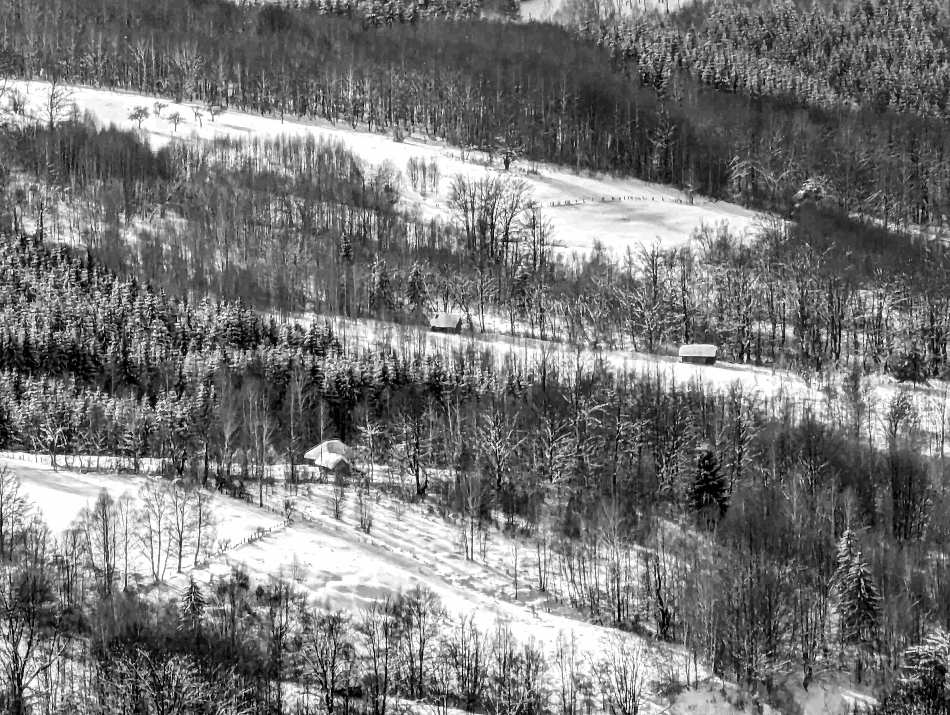 Portret Lascu Mihail